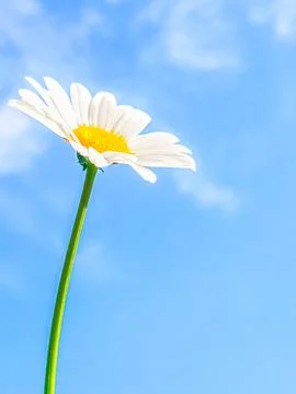 A daisy on a blue sky background. Stock Photos