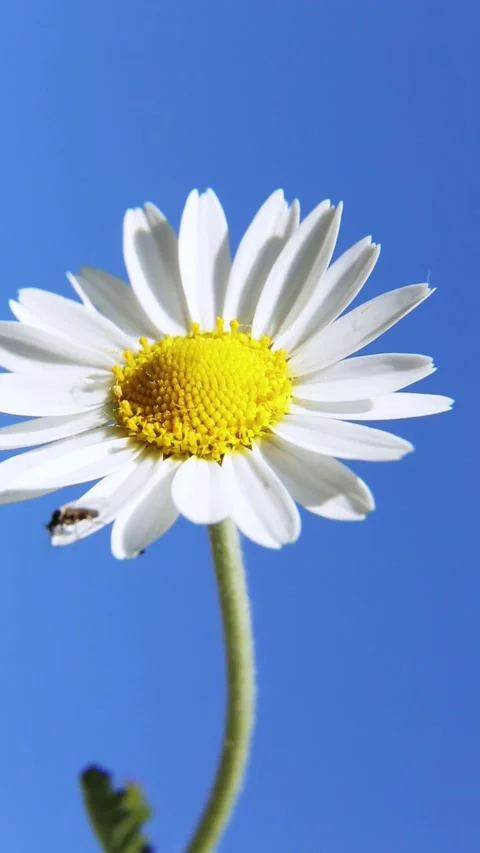 A daisy on a blue sky background. a white flower with a yellow center. Stock Footage 192751423