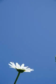 Daisy at blue sky Stock Photos