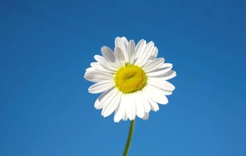 Daisy on blue sky Stock-Fotos