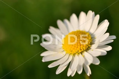 Daisy with blured green in background Stock Photos