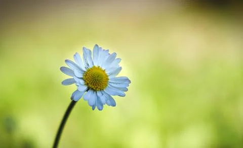 Daisy on a blurred green background, a spring wildflower Photos