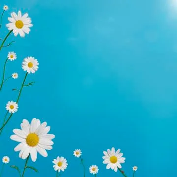 Daisy Border Stock Photos