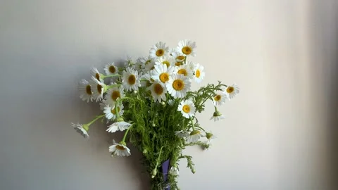 Daisy bouquet Stockbeeldmateriaal 195260528