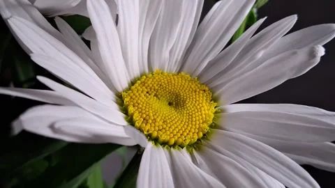 Daisy bud Stock Footage 341676576
