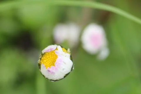 Daisy bud Photos