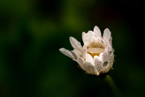 Daisy Bud Rain Drops Dark Green Bokeh Stock Photos