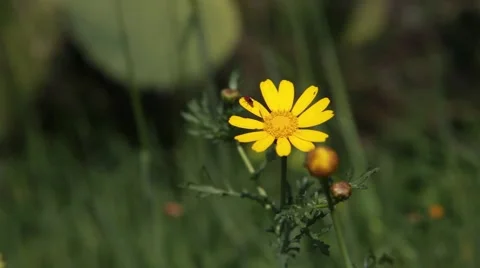 Daisy with bug Video stock 40754944