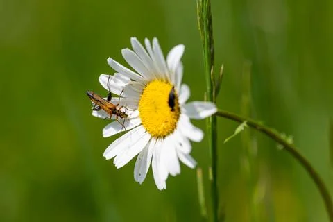Daisy with bug Stock Photos
