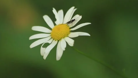 Daisy &amp; the bugs Stock Footage 8632161