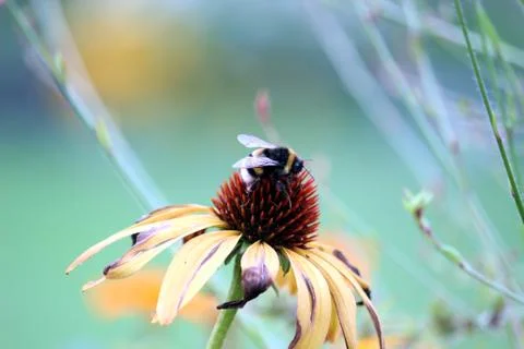 Daisy with bumblebee Stock Photos