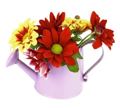 Daisy bunch Stock Photos