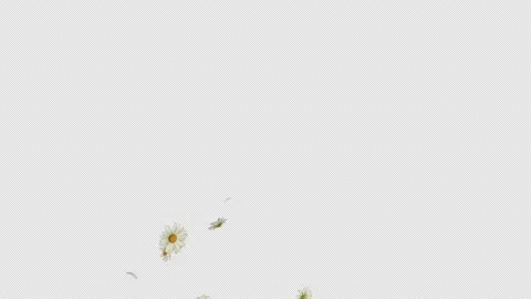 Daisy Burst 4 Pack on Alpha Channel Stock Footage 211347124