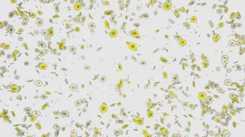 Daisy Burst with Alpha Channel Stock Footage 201837078
