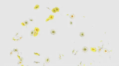 Daisy Burst on Alpha channel Stock Footage 246353845