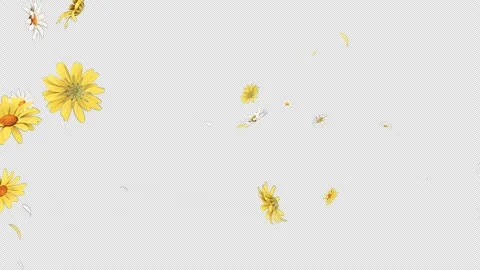 Daisy Burst on Alpha channel Stock Footage 260207052
