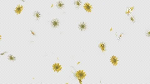 Daisy Burst on Alpha Stock Footage 270286994