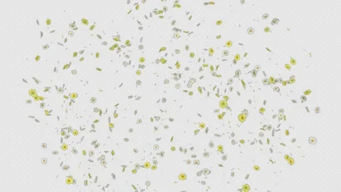 Daisy Burst Stock Footage 170864429