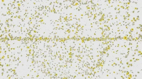 Daisy Burst Stock Footage 171966114