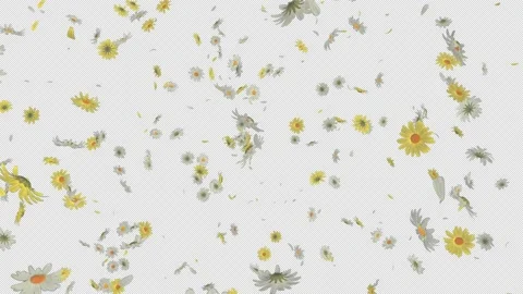 Daisy Burst Stock Footage 229691927