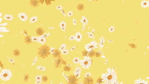 Daisy Burst on Pastel Background Stock Footage 251526909