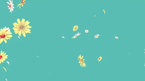 Daisy Burst on Pastel Background Stock Footage 260207043