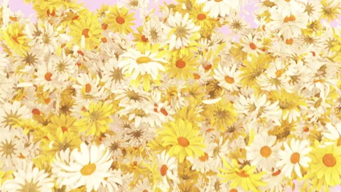 Daisy Burst on Pastel Stock Footage 243272227