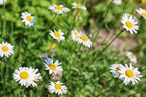 Daisy bush flowering in summer beautiful colorful flowers in the meadow in... Stock Photos