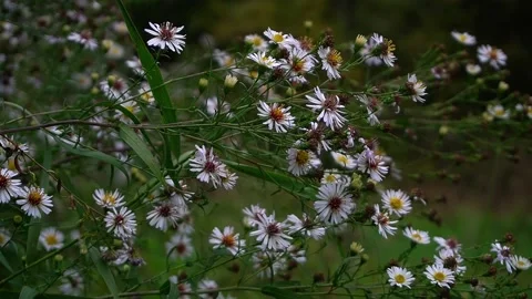 A daisy bush in the forest Stock Footage 162095482