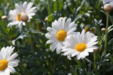Daisy bush Stock-Fotos