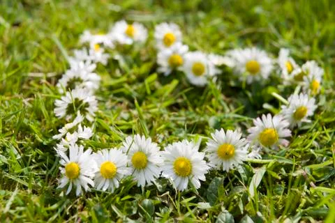 Daisy chain Stock Photos