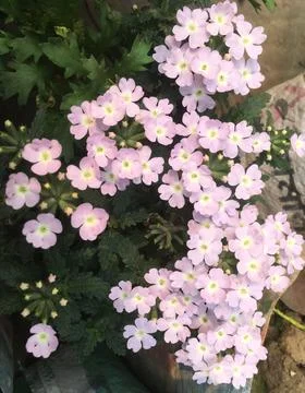 Daisy Chains are often associated with childhood, free spiritless. Stock Photos