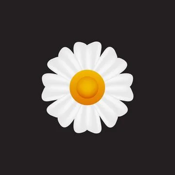 Daisy, chamomile flower vector illustration Stock Illustration
