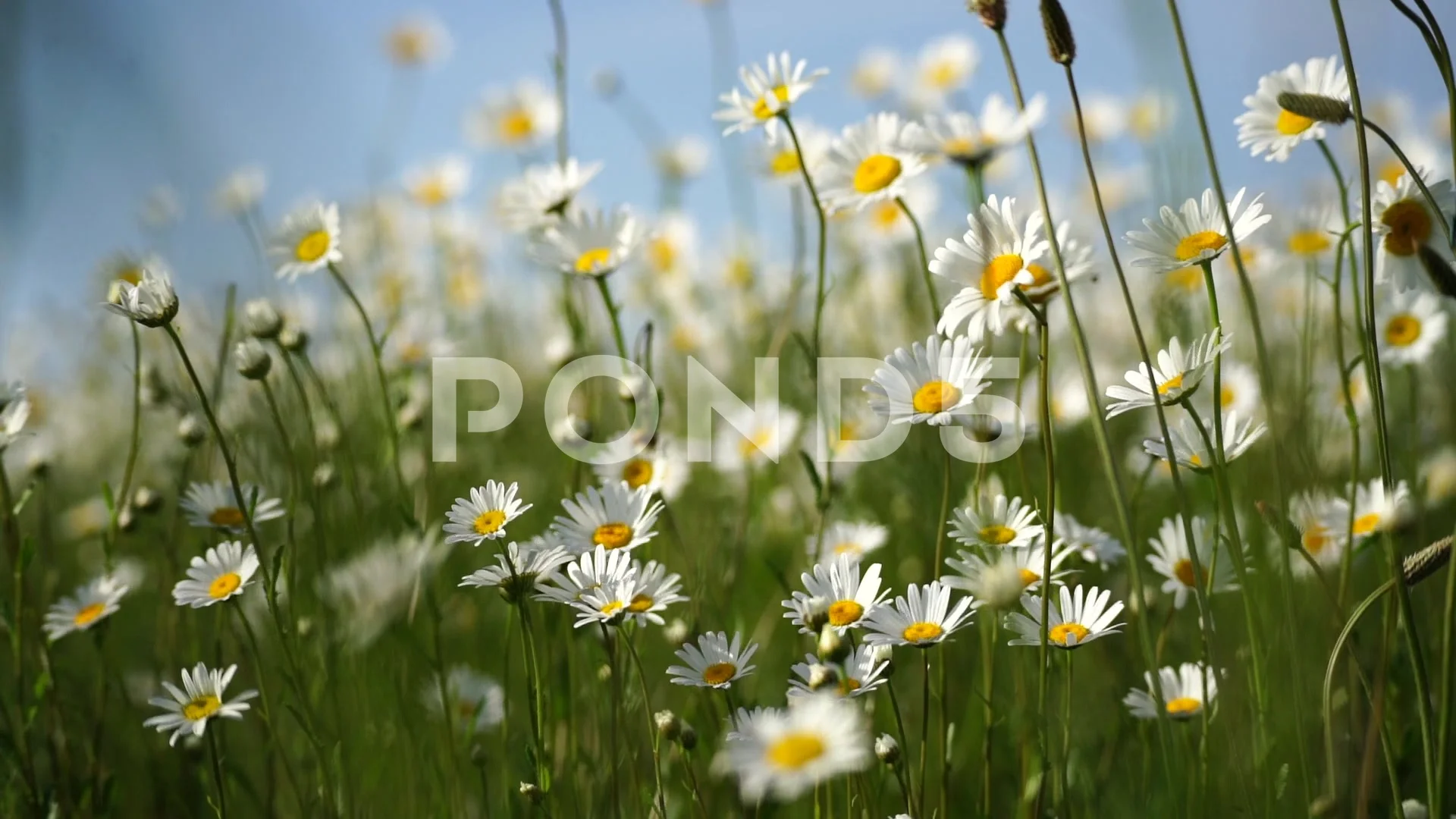 daisy field wallpaper