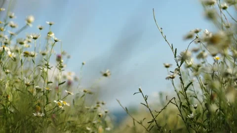 Daisy Chamomile flowers field background. Beautiful nature scene with blooming Stock Footage 252290016
