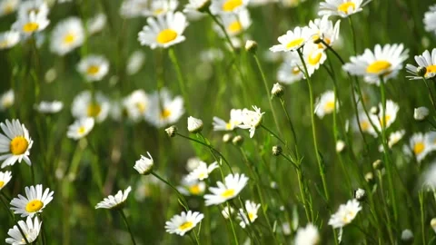 Daisy Chamomile flowers field background. Beautiful nature scene with blooming Stock Footage 252362562