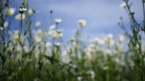 Daisy Chamomile flowers field background. Beautiful nature scene with blooming Stock Footage 252384312