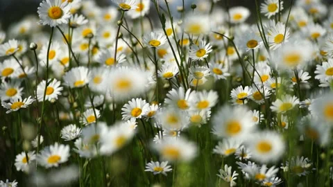 Daisy Chamomile flowers field background. Beautiful nature scene with blooming Stock Footage 252427915