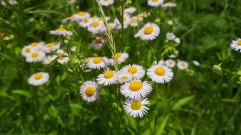 Daisy Chamomile flowers field background. Stock Footage 267119180