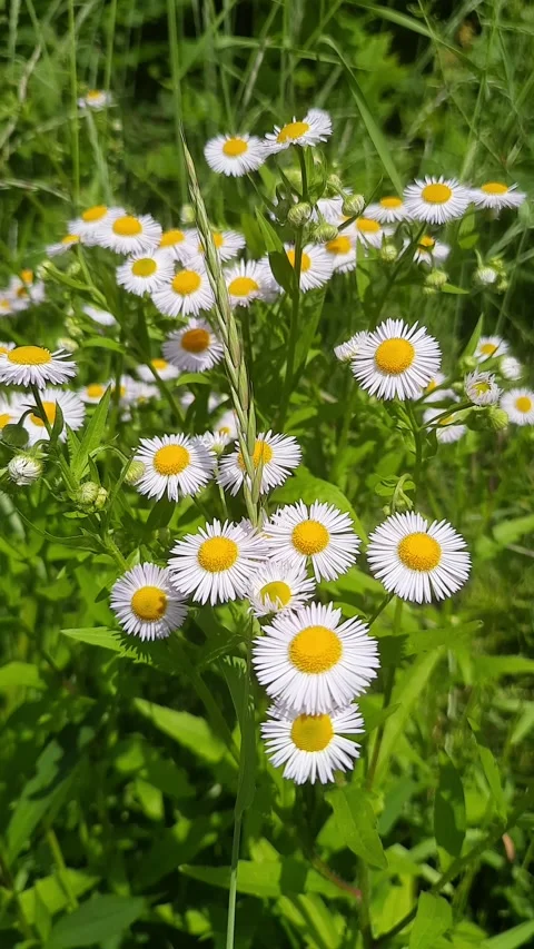 Daisy Chamomile flowers field background. Stock Footage 270183869