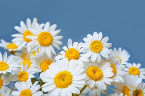 Daisy chamomile flowers frame on blue garden table. Top view with copy space Stock Photos