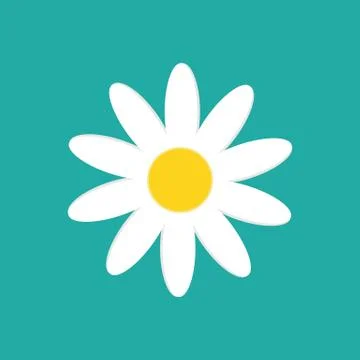 Daisy chamomile isolated on white background. Vector illustration. Stock Illustration