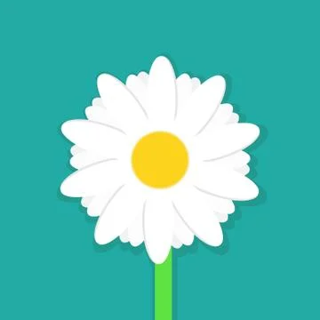Daisy chamomile isolated on white background. Vector illustration. Illustrazione stock