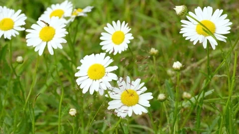 A daisy chamomile sways from the wind in the grass. Stock Footage 130670536