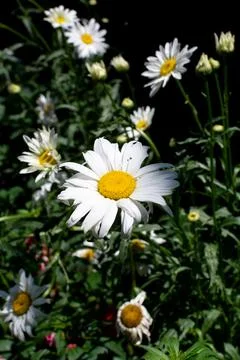 Daisy, chamomiles, selective focus, shallow depth of field Foto stock