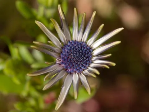 Daisy Chrysanthemum Stock Photos