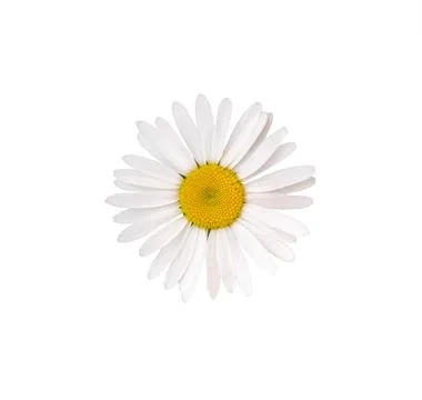 Daisy. Close-up of Chamomile. Ox-Eye Daisy. Fotos Stock