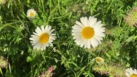 Daisy close up in Les Cévennes Vidéo 346501077