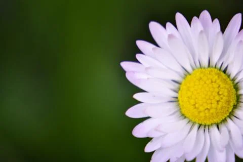 Daisy close up Stock Photos