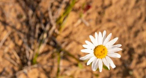 Daisy close-up postcard on blurred background Stock Photos